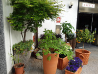 FIORI IN CORTE