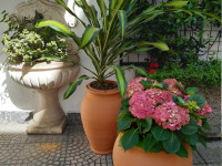 FIORI IN CORTE