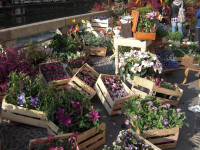 FIORI IN CORTE