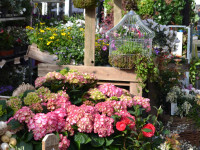 FIORI IN CORTE