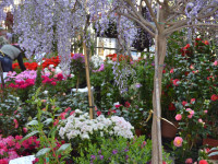 FIORI IN CORTE