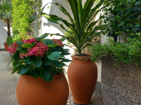 FIORI IN CORTE