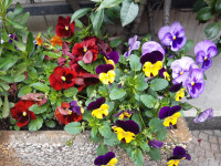 FIORI IN CORTE