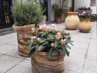FIORI IN CORTE