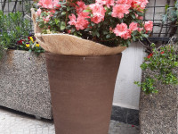 FIORI IN CORTE