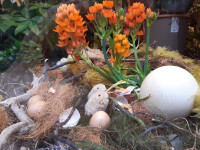 FIORI IN CORTE