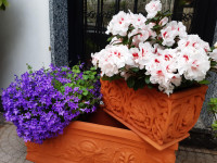 FIORI IN CORTE