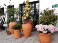 FIORI IN CORTE