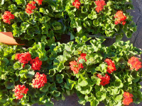 FIORI IN CORTE