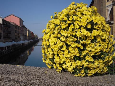 FIORI IN CORTE